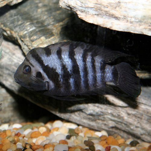 Продам рыбу в наличии