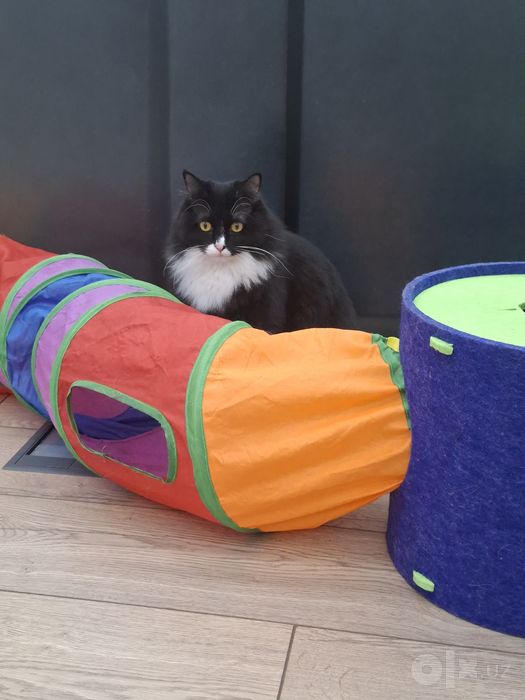 Котик мальчик кастрат привит Ташкент