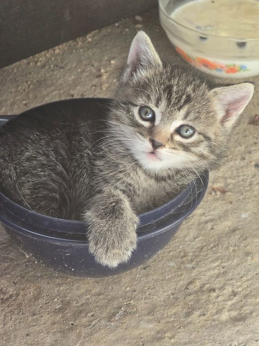 котенок в добрые