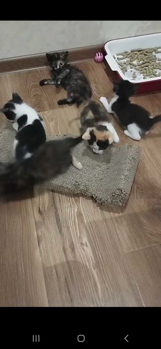 Котята в добрые руки