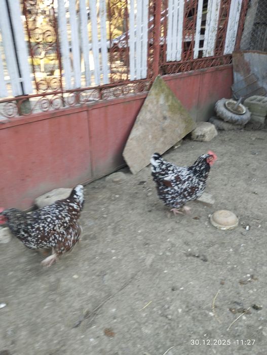 Găini Susex portelan