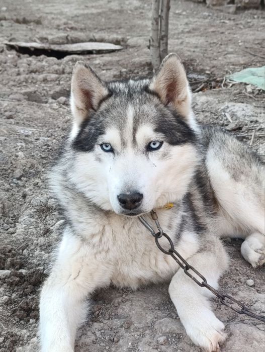 Срочно продаётся Хаски