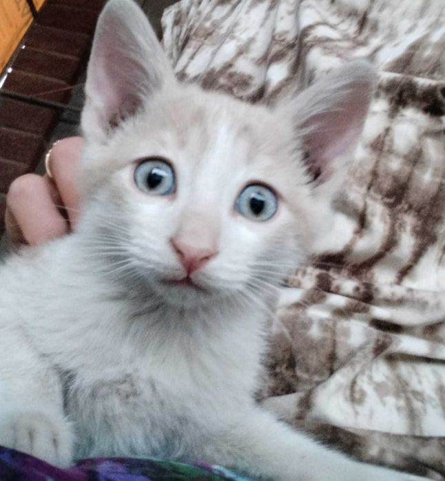 Котята в добрые руки (все мальчики)