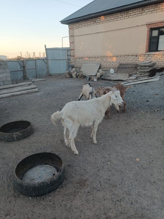2 жасар серке, 80 мың