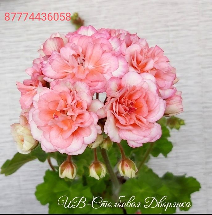 Сортовые пеларгонии