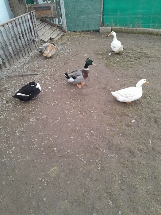 Vând diverse pasari