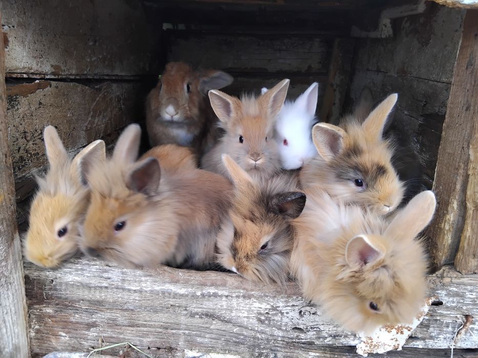 Vând iepuri cap de leu