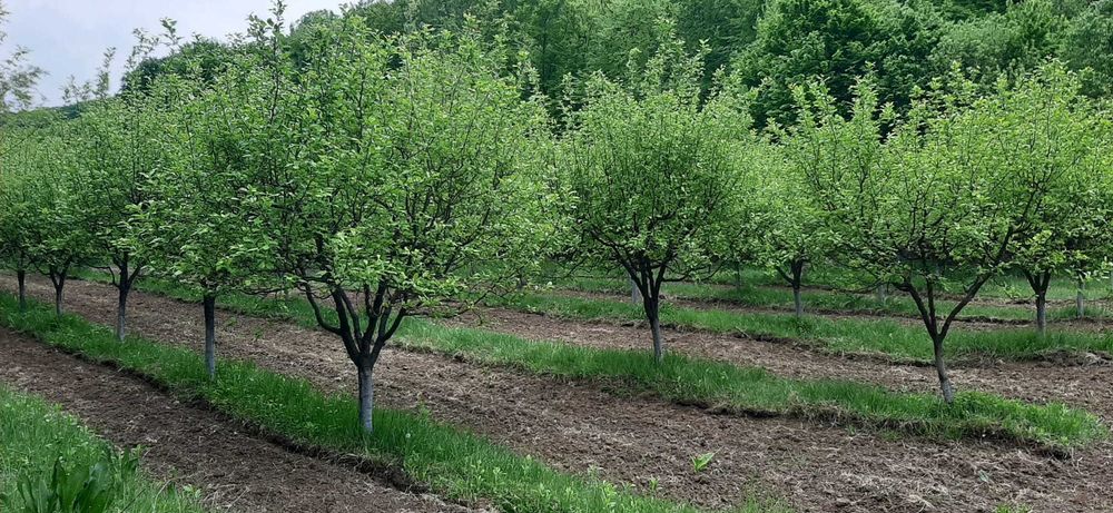 Livadă tânără de pruni altoiți în Jupânești (Tudoreasa), Gorj