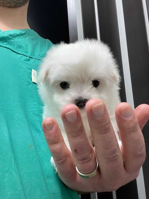 Pui Bichon Maltez – Femelă, 2 luni, microcipată și vaccinată