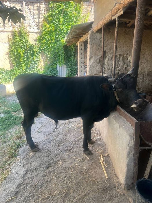 Qora buqa sotiladi