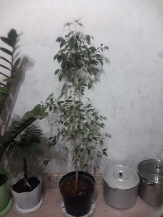 Комнатные цветы большие