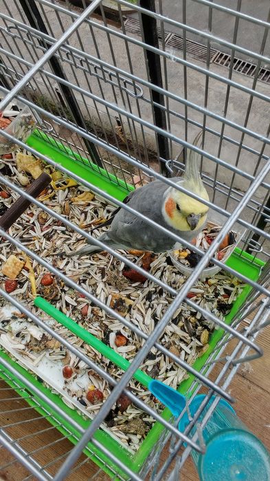 Корелла тотиси тоза парода