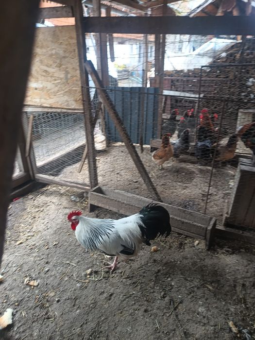 Cocoș sussex de vanzare