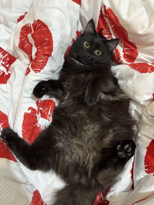 Ищем дом для кота