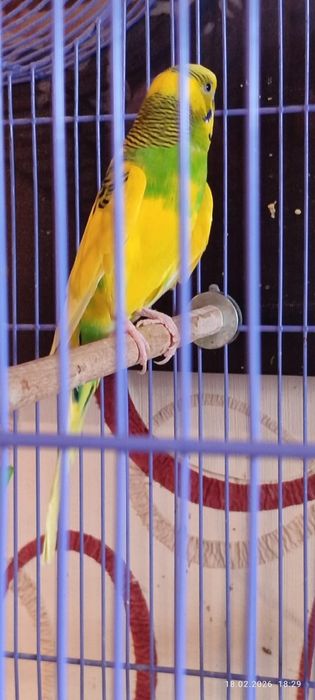 Продам попугайчика