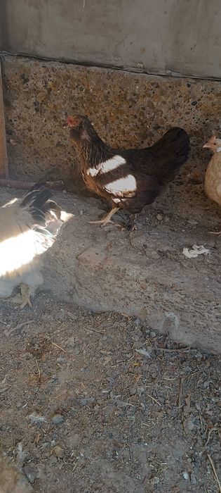 Brama  tovuqlar sotiladi