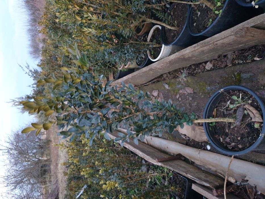 BUXUS pentru gard viu