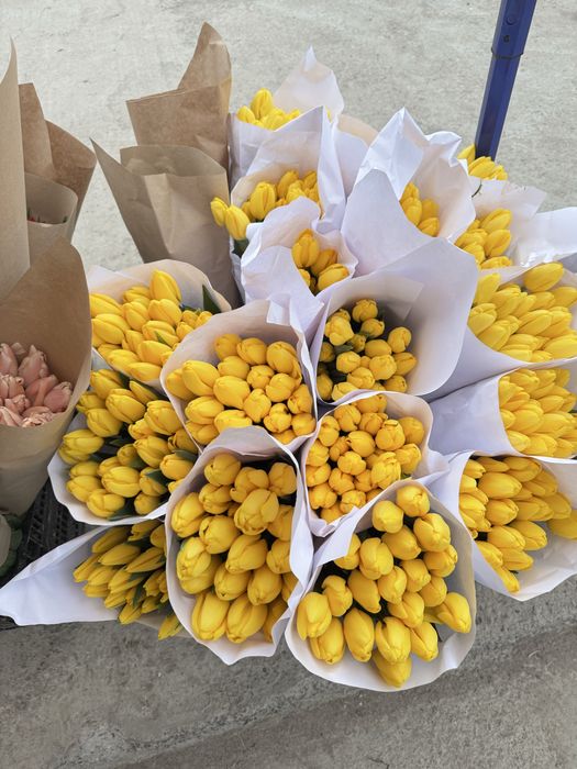 Lola Optomga  тюльпан