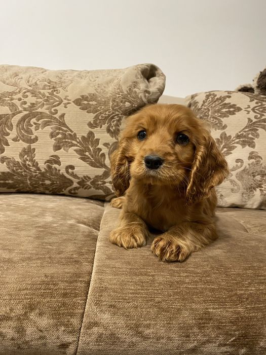 Cocker Spaniel fetita 2 luni