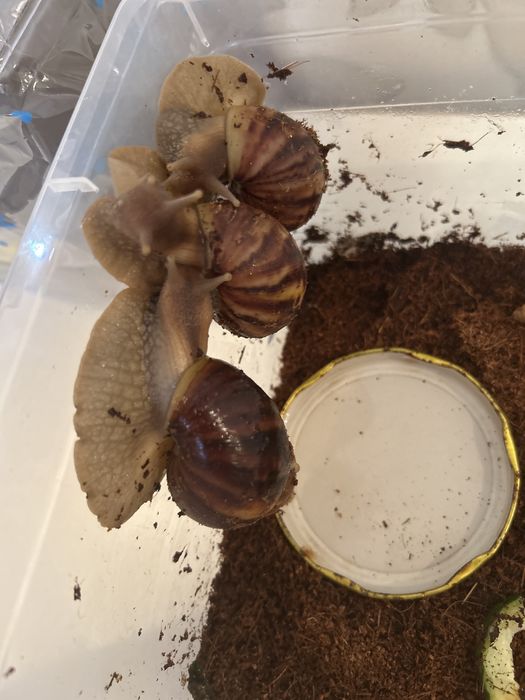 Ахатинские улитки павлодар