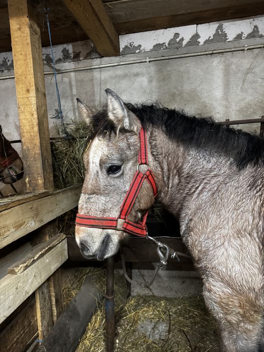 Vând mânz comtois (sarg) si manza muceda din armasar unguresc