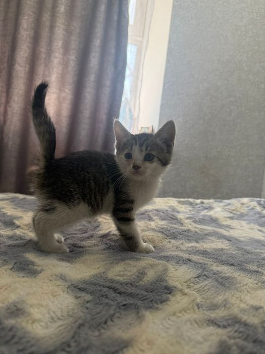 Котята в хорошие руки