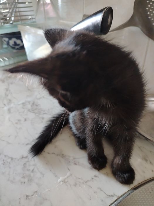 Котята. Mushukchalar