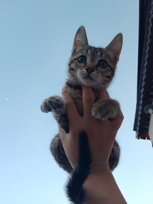 Котёнок в добрые руки