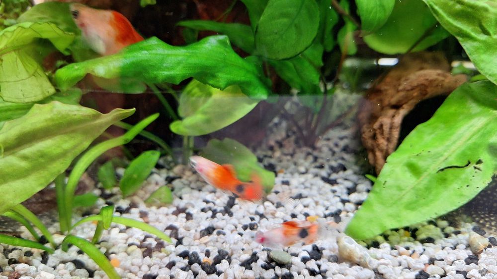 Schimb pești platty + o zebră voalată, cu masculi de guppy sau creveți