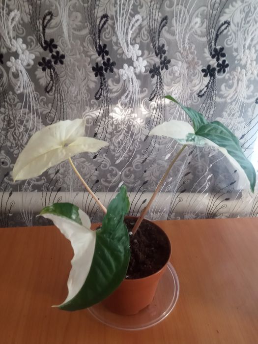 Эухарис комнатный белый