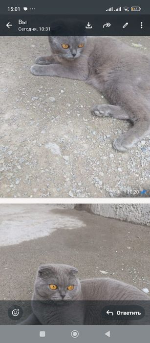 Котята вислоухие
