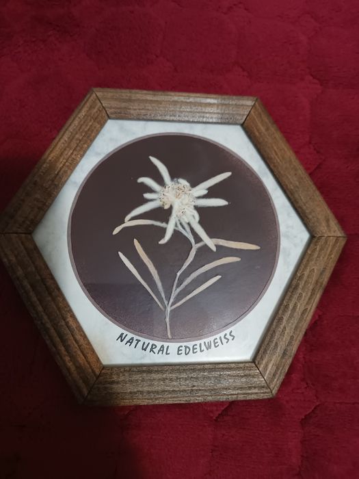 Картичка Еделвайс СТК Мальовица