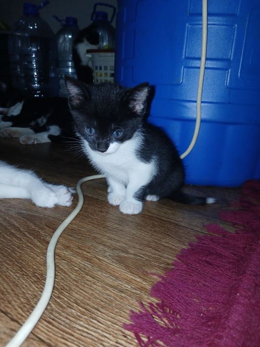 Котята, в добрые руки бесплатно