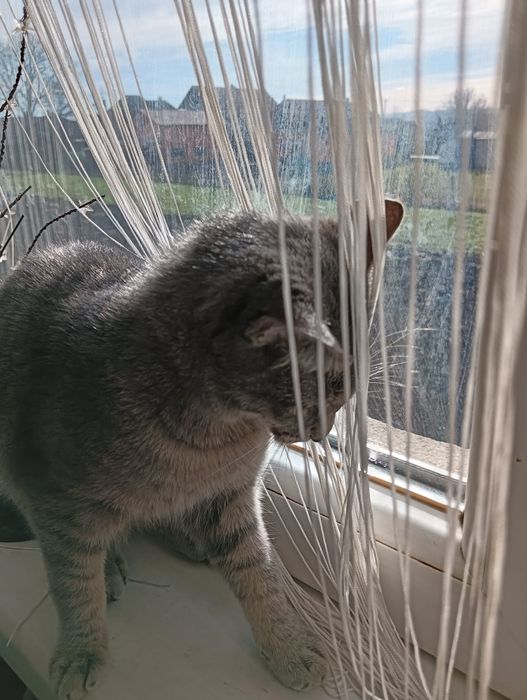 Donez pui de pisică