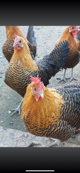 Vand oua din rasele:Brakel argintiu,auriu,lemon si La Bresse.