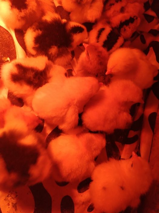 Pui brahma pe diferite culori!