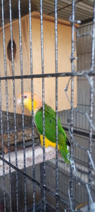 Vând papagali caique