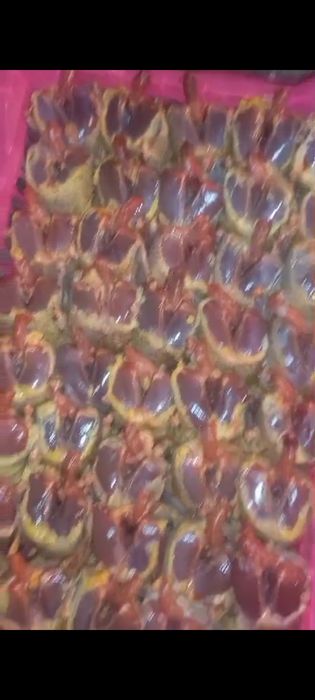 Дикие сизие голуби