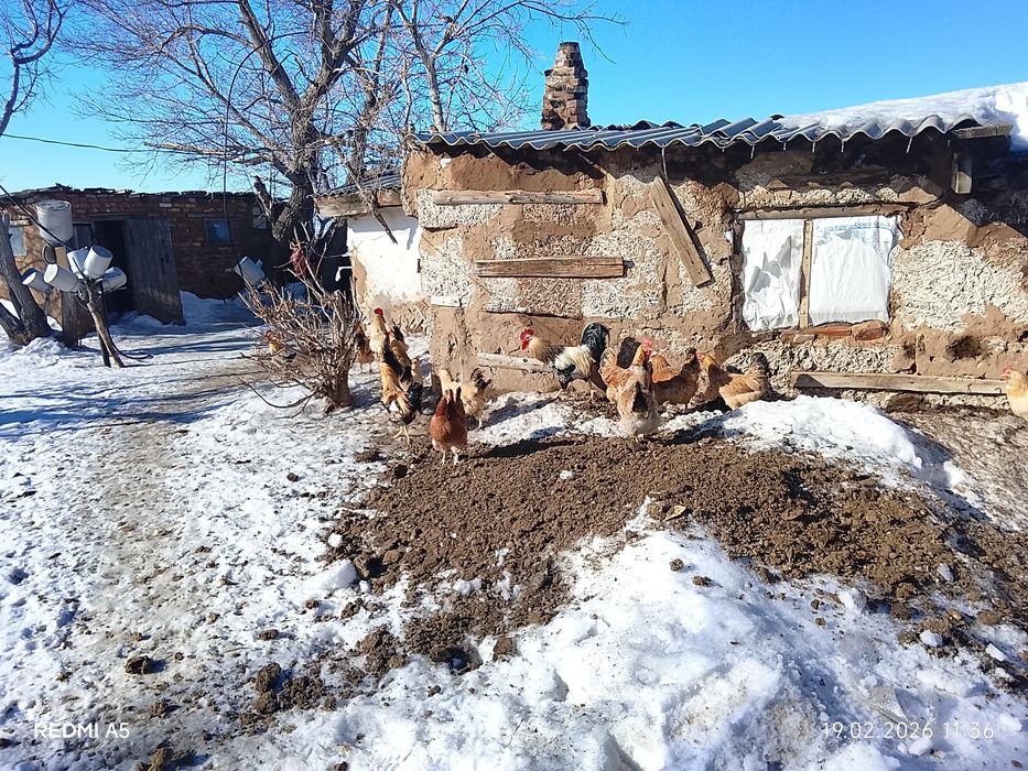 Петухи Павлодар недорого