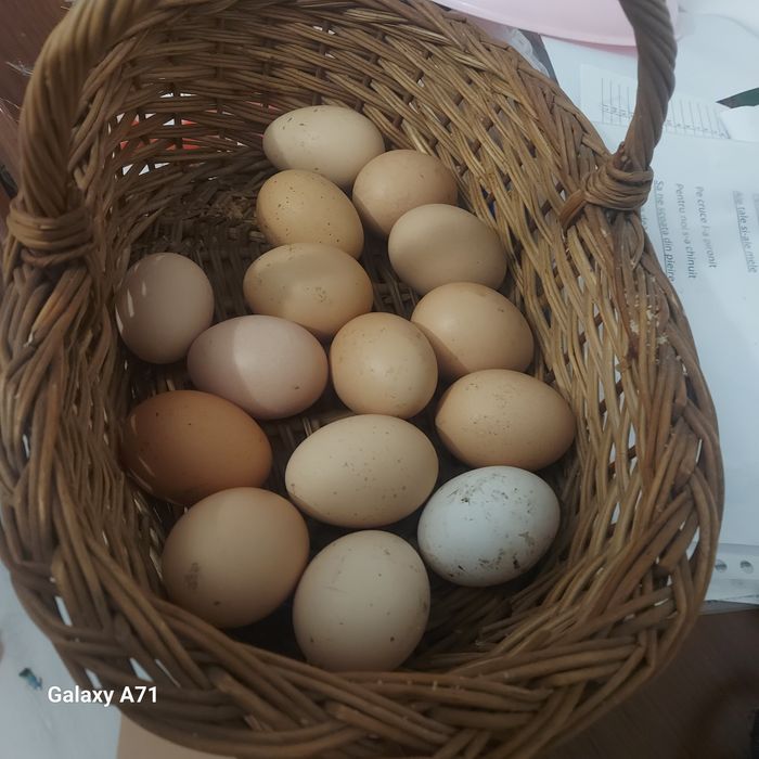 Ouă proaspete, din găini crescute natural