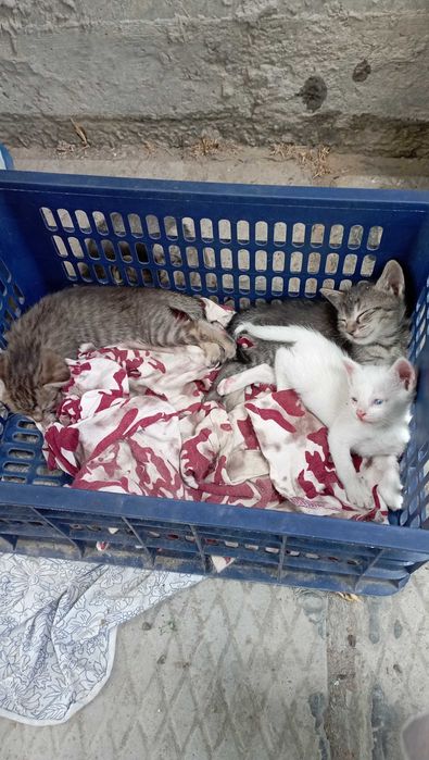 Котята в добрые руки