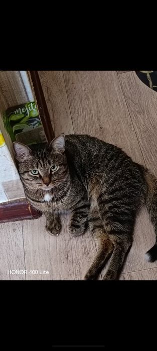Отдам хорошего котика в добрые руки