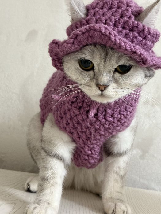 продам британский шиншилла  Марсик 20000