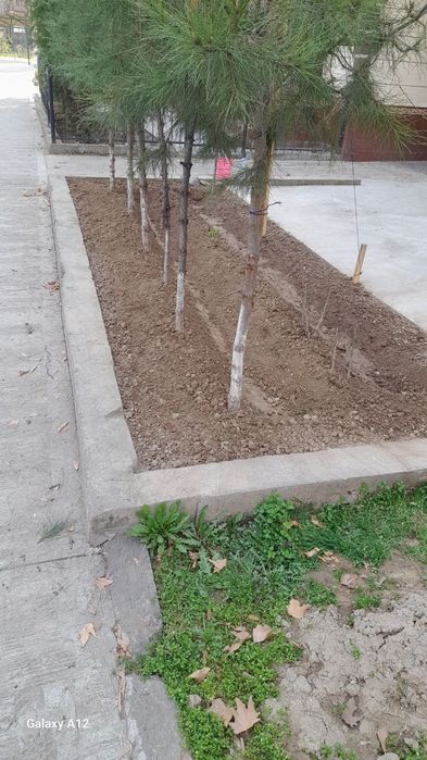 Садовник  и облагоустройство дворов