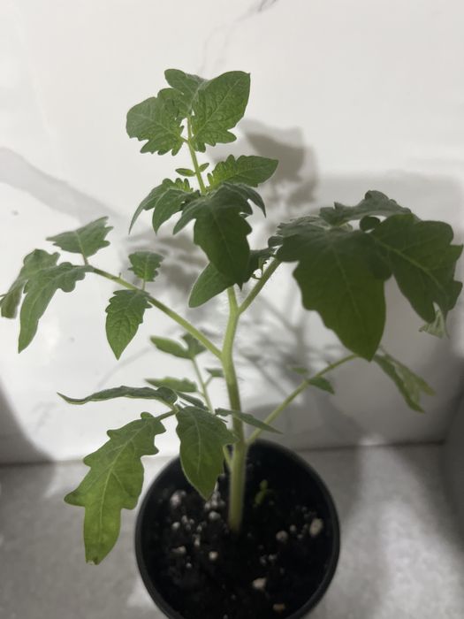 Помидоры рассада томат