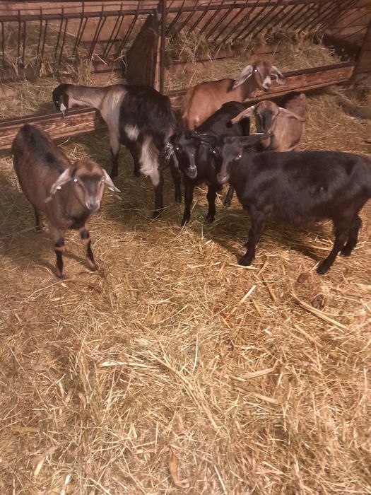 10 iede alpina +anglonubian