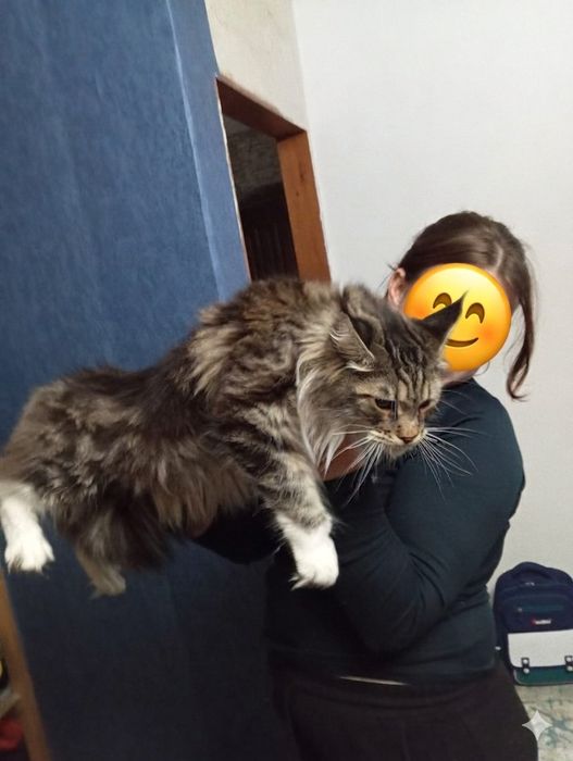 Мейн-кун котёнок