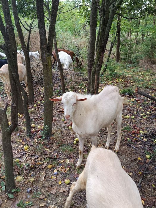 Țapi de rasă de vânzare pentru reproducție în vârstă de opt luni care provin din capre de rasa cu producție de lapte bună.