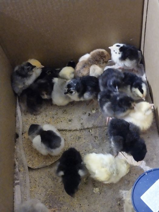 Продам цыплят ..