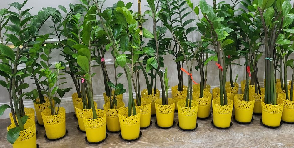 Продам комнатные растения
Стильн